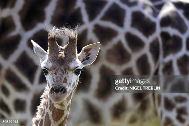 Baby giraffe Katja stands next to her mother Geha during her first outing at the Serengeti Park in Hodenhagen, northwestern Germany, on April 23,...