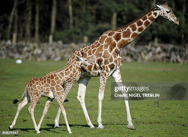 Baby giraffe Katja walks next to her mother Geha during her first outing at the Serengeti Park in Hodenhagen, northwestern Germany, on April 23,...