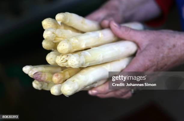 Farmer shows fresh asparagus after the harvest on April 23, 2008 in Inchenhofen, Germany. Every German eats an average of more than one kilo per...