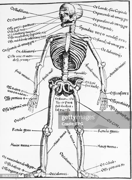 3,248 Human Skeleton Diagram Stock Photos, High Biology Diagrams