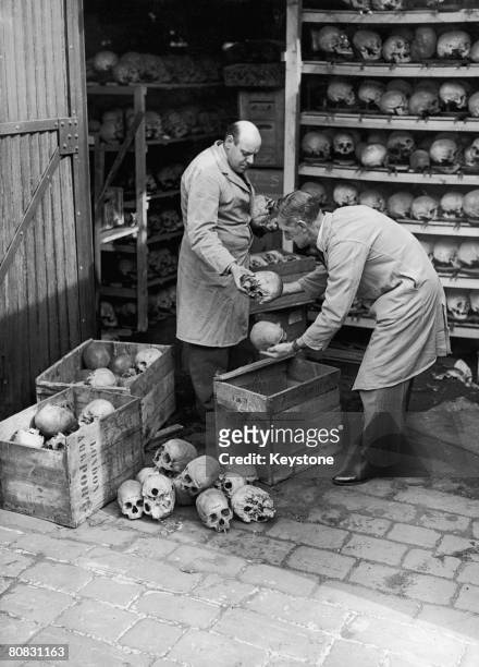 Attendants from the Hunterian Museum of the Royal College Of Surgeons packing up some of the 3000 human skulls stored in a shed in Lincoln's Inn...