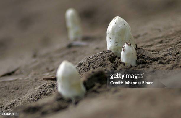 Asparagus heads are seen on a field of Lohner asparagus plant on April 23, 2008 in Inchenhofen, Germany. Every German eats an average of more than...