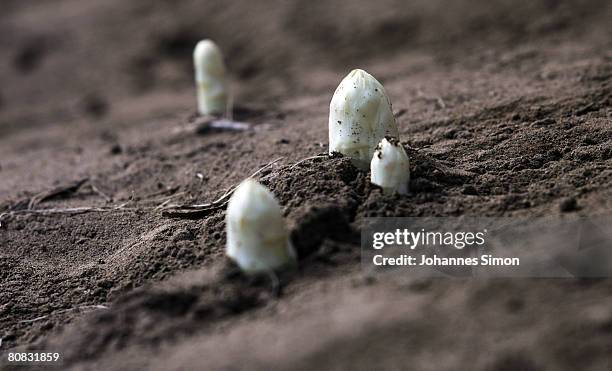 Asparagus heads are seen on a field of Lohner asparagus plant on April 23, 2008 in Inchenhofen, Germany. Every German eats an average of more than...