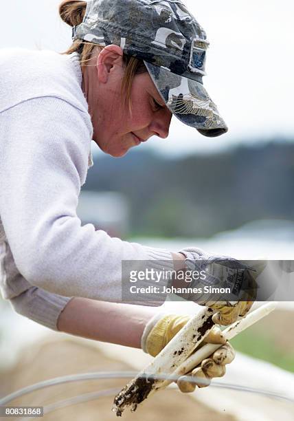Young worker is harvesting asparagus on a field of Lohner asparagus plant on April 23, 2008 in Inchenhofen, Germany. Every German eats an average of...