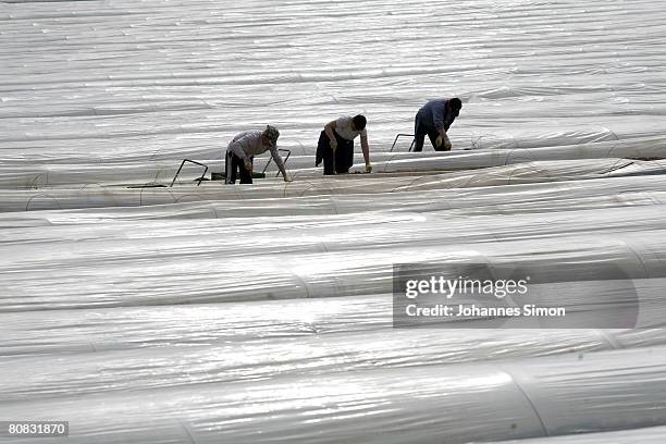 Workers are harvesting asparagus on a field of Lohner asparagus plant on April 23, 2008 in Inchenhofen, Germany. Every German eats an average of more...