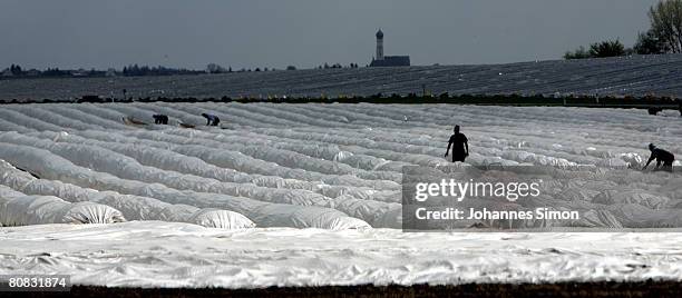 Workers are harvesting asparagus on a field of Lohner asparagus plant on April 23, 2008 in Inchenhofen, Germany. Every German eats an average of more...