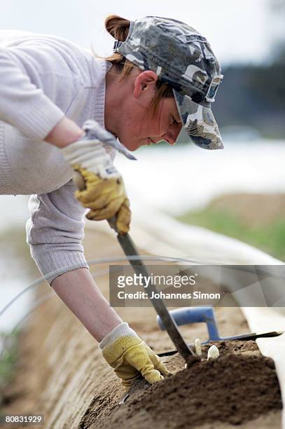 Young work is harvesting asparagus on a field of Lohner asparagus plant on April 23, 2008 in Inchenhofen, Germany. Every German eats an average of...