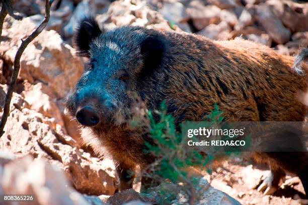 Wild boar. Supramonte. Sardinia. Italy. Europe.