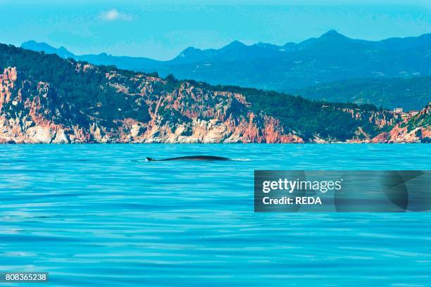 Balaenoptera. Tyrrhenian Sea. Ogliastra. Sardinia. Italy. Europe.