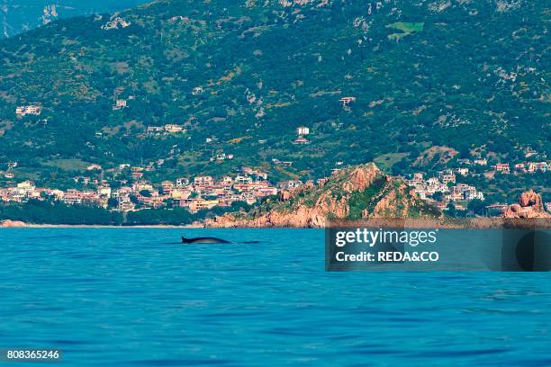 Balaenoptera. Tyrrhenian Sea. Ogliastra. Sardinia. Italy. Europe.