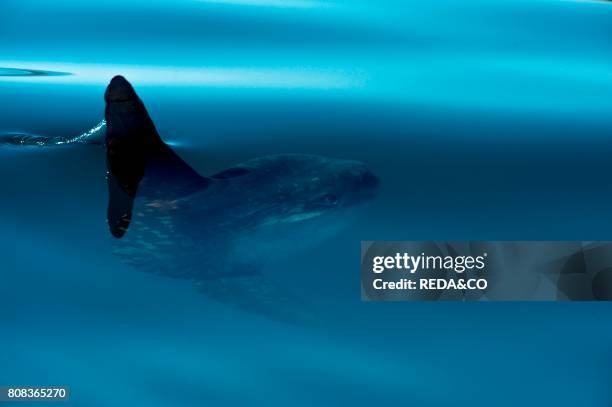 Sunfish. Pesce luna. Tyrrhenian Sea. Sardinia. Italy. Europe.