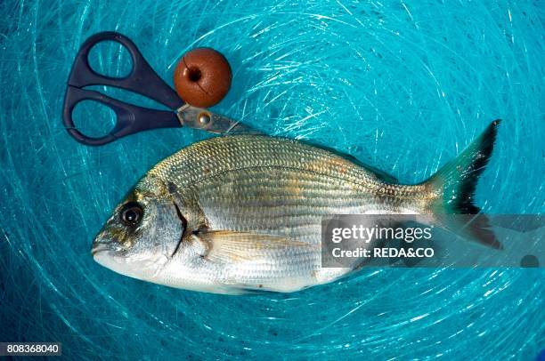 Sarago. Diplodus argenteus argenteus . Fresh fish. Fish catch. Sardinia. Italy.