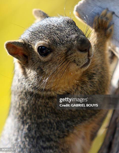 Squirrel jumps on a tree in Los Angeles, April 24, 2008. Recently, in the City of Santa Monica, California, officials came up with a novel way to...