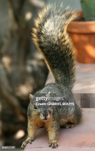 Squirrel walks on a wall in Los Angeles, April 24, 2008. Recently, in the City of Santa Monica, California, officials came up with a novel way to...