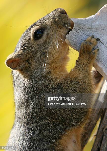 Squirrel eats in a tree in Los Angeles, April 24, 2008. Recently, in the City of Santa Monica, California, officials came up with a novel way to...