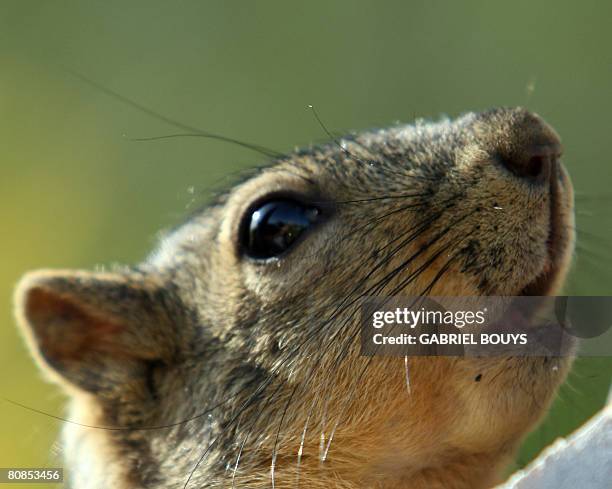 Squirrel waits in a tree in Los Angeles, April 24, 2008. Recently, in the City of Santa Monica, California, officials came up with a novel way to...
