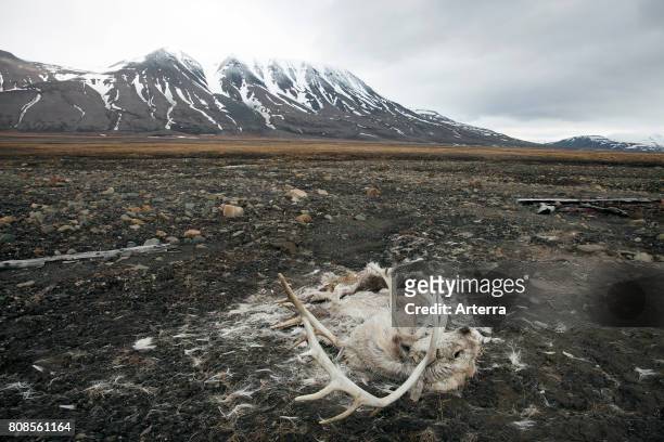 Carcass of Svalbard reindeer perished on the tundra near Longyearbyen, Svalbard / Spitsbergen.
