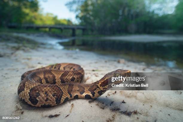 wild juvenile cottonmouth snake (agkistrodon piscivorus) in florida - cottonmouth snake stock pictures, royalty-free photos & images