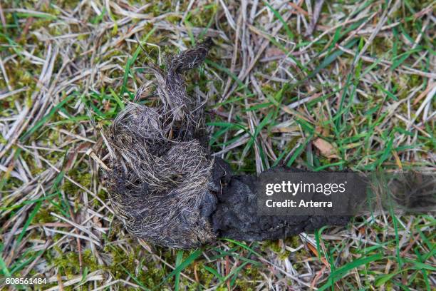 Wolves Poop 375 Scat Photos Stock Photos, High-Res Pictures, and Images - Getty Images