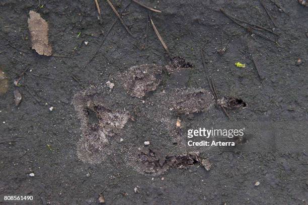 Close up of gray wolf / grey wolf footprint in the mud showing claw marks.