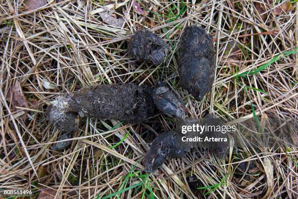 Wolves Poop 55 Animal Scat Stock Photos, High-Res Pictures, and Images - Getty Images