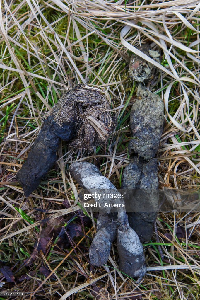Wolves Poop Wolf Poop How To Identify Wolf Poop: Key Traits & Signs To Look For