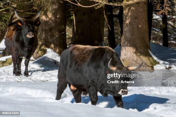 Heck cattle bull and cow in the snow in winter. Attempt to breed back the extinct aurochs .