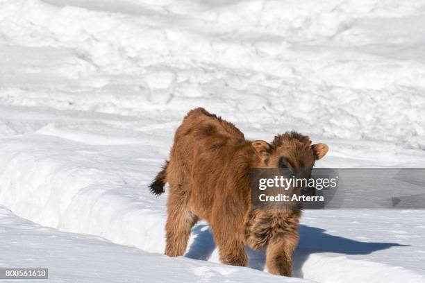 Heck cattle calf walking in the snow in winter. Attempt to breed back the extinct aurochs .