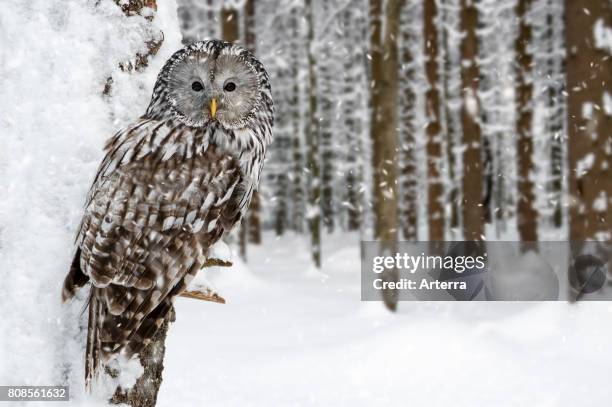 Ural owl perched in tree in forest during snow shower in winter.