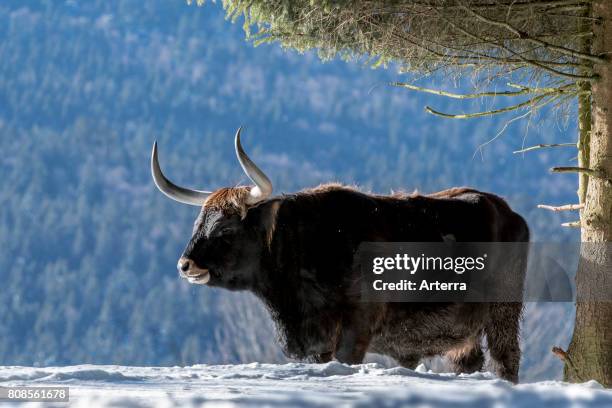 Heck cattle bull under tree in the snow in winter. Attempt to breed back the extinct aurochs .