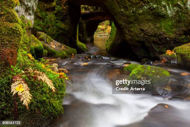 Kirnitzsch / Kirnischt river, tributary of the River Elbe flowing through the Khaa valley / Khaatal / Kyjovske doli, Bohemian Switzerland National...