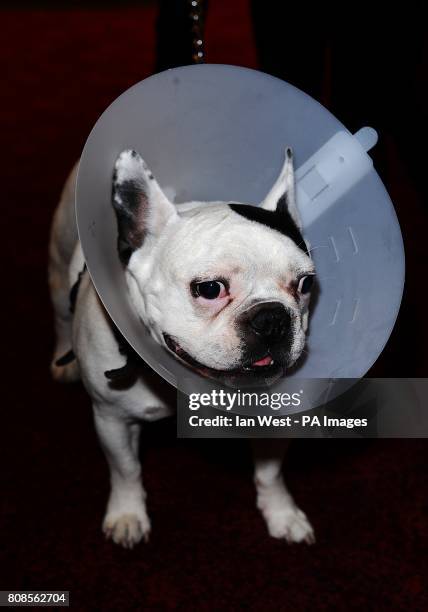 Balu the dog arriving for the European Premiere of Due Date at the Empire, Leicester Square, London.