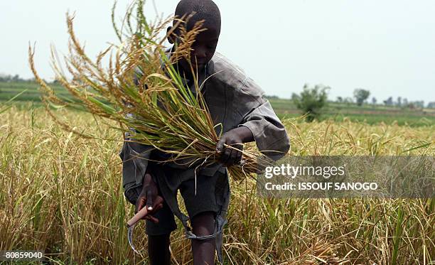 Burkina Faso farmer harvests rice on April 23, 2008 in Bagre in eastern Burkina Faso. Burkina Faso is one of the West African countries that has seen...