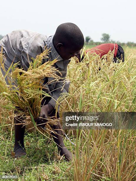 Burkina Faso farmer harvests rice on April 23, 2008 in Bagre in eastern Burkina Faso. Burkina Faso is one of the West African countries that has seen...