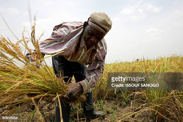 Burkina Faso farmer harvests rice on April 23, 2008 in Bagre in eastern Burkina Faso. Burkina Faso is one of the West African countries that has seen...