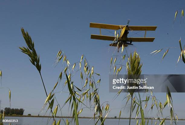 Bi-plane from Williams Ag Service flies over wild grasses as it drops rice seeds on a flooded field April 25, 2008 in Biggs, California. California...