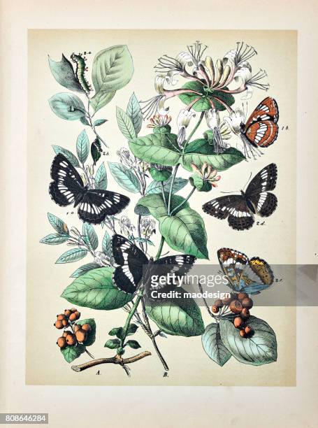 butterflies, moths, insects and plants - illustration 1889 - lithograph stock illustrations stock illustrations