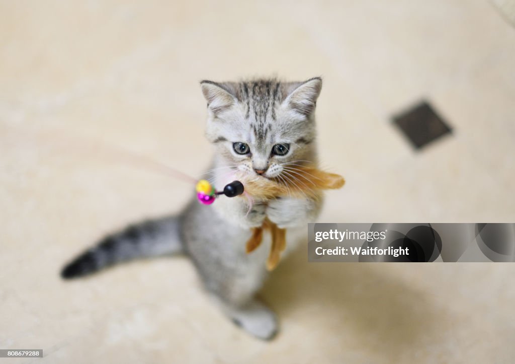Kitten play with a cat feather toy