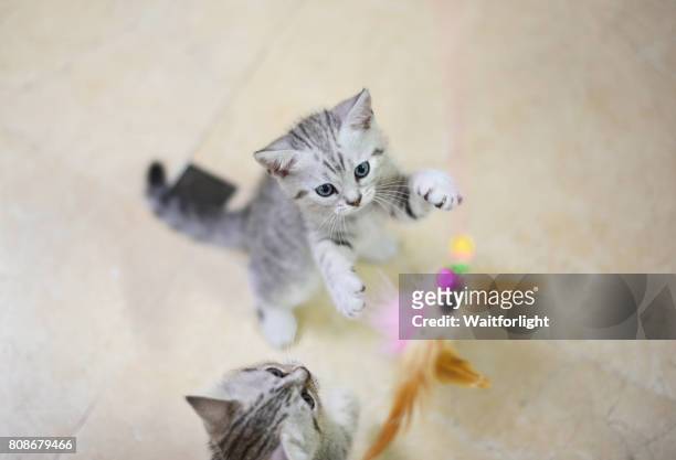 two gray-white kitten play with a cat feather toy - cat toy stock pictures, royalty-free photos & images