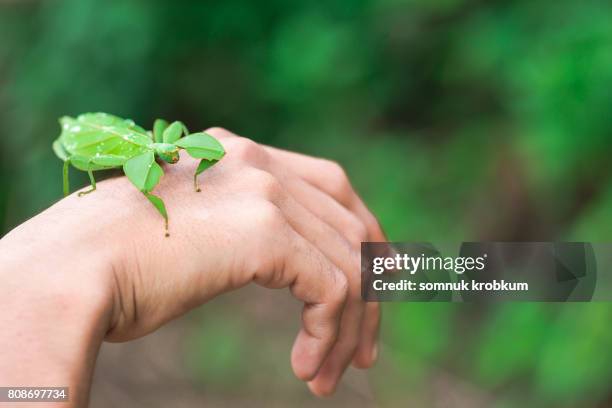 Leaf Insect Hand 1,200 Stick Insect Stock Photos, High-Res Pictures, and Images - Getty ...