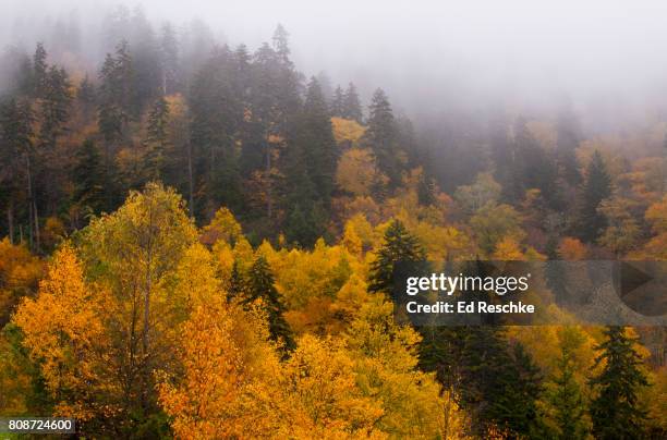fog and autumn colors - newfound gap 個照片及圖片檔