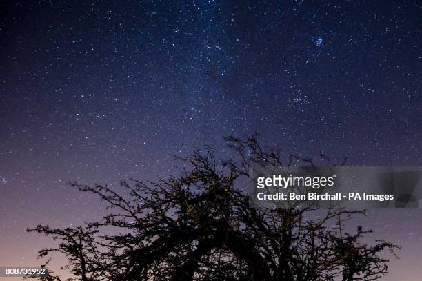 Weathered tree is pictured with the starry night sky over Exmoor National Park.