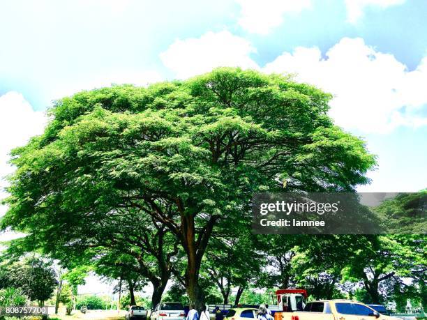 sa kaeo province, thailand-may 4, 2017: cars parking under the tree - sa kaeo province stock pictures, royalty-free photos & images