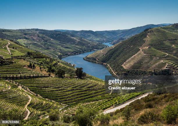 vineyards in douro valley, portugal - the douro imagens e fotografias de stock