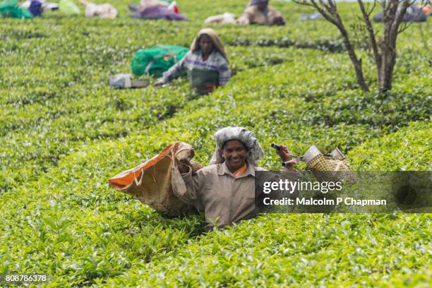 female tea pickers working in plantation, munnar, kerala, india - munnar stockfoto's en -beelden