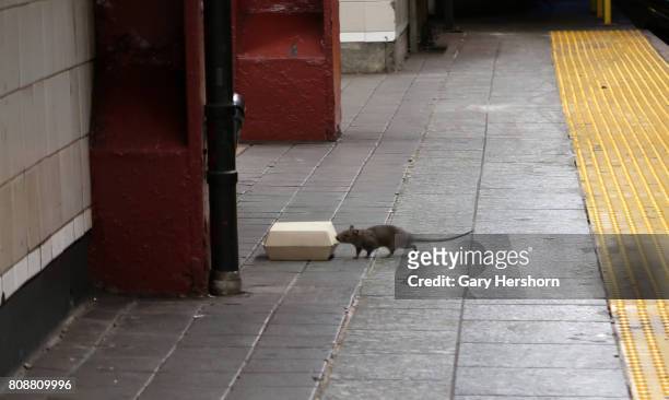 Rat sniffs a box with food in it on the platform at the Herald Square subway station in New York City on July 4 2017.