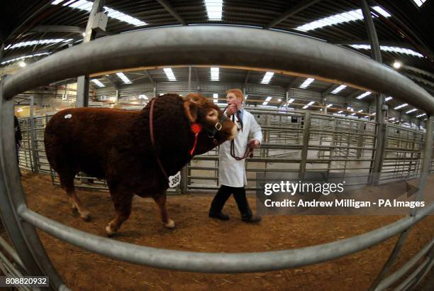 58 Perth Bull Sales Stock Photos, High-Res Pictures, and Images - Getty ...