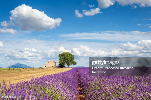 provence, lavender flowering at valensole plateau - planalto de valensole imagens e fotografias de stock