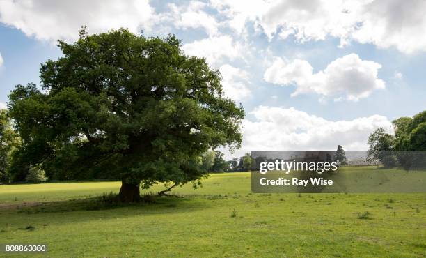 lower park amersham looking up to shardeloes house on a hill. - buckinghamshire stock pictures, royalty-free photos & images