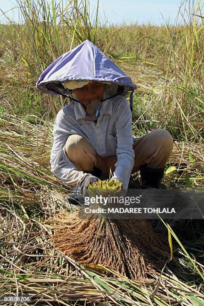 Thai farmer harvests rice in a field in Thailand's troubled southern Narathiwat province on April 26, 2008. Thailand commerce minister Mingkwan...